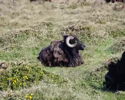 Le mouton noir de la Bretagne Le mouton noir de la Bretagne